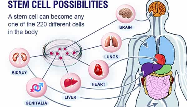 Stem-cells-