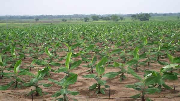 Plantain-farm