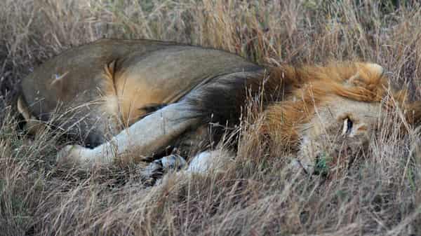 FILES-FBL-SAFRICA-LIONS-KRUGER