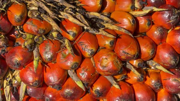 Palm fruits