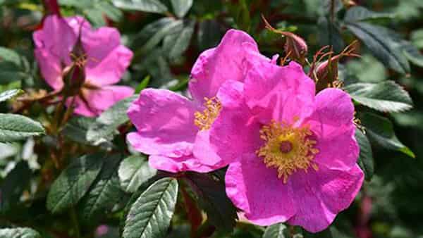 Pix1-.–Species-rose-described-as-wild-or-pure-natures-rose