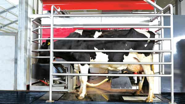 Mechanically milked cow