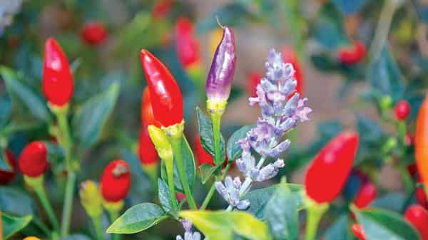 Pix3.–chilli-peppers-lavender-companion-plants
