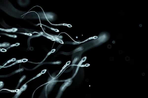 Sperm