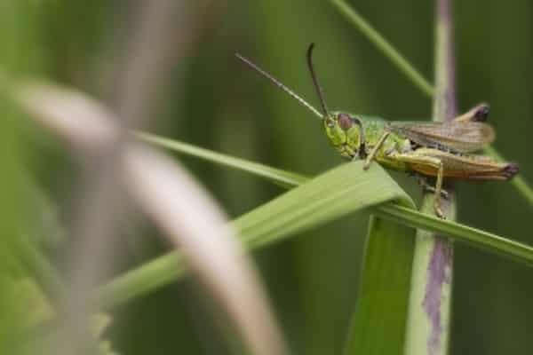 Meadow Grasshopper (c) Chris Lawrence