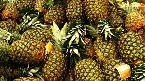 agric-pinapple