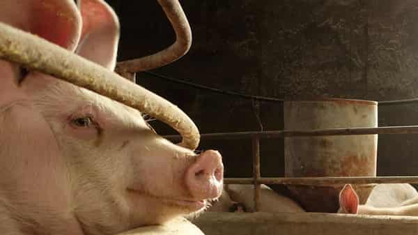 FILE PHOTO: FILE PHOTO: A pig is seen on a farm in Changtu county, Liaoning province, China, Jan. 17, 2019