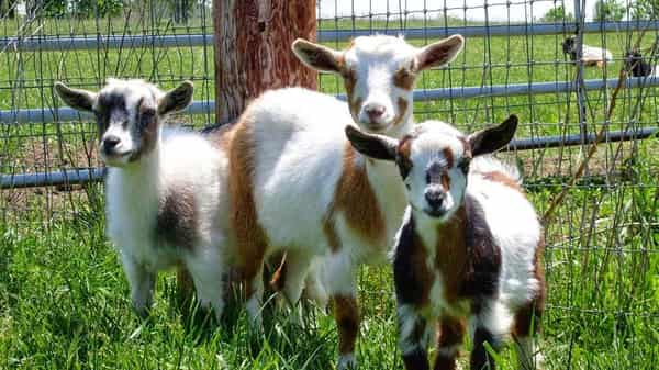 YoungNigerianDwarfGoats