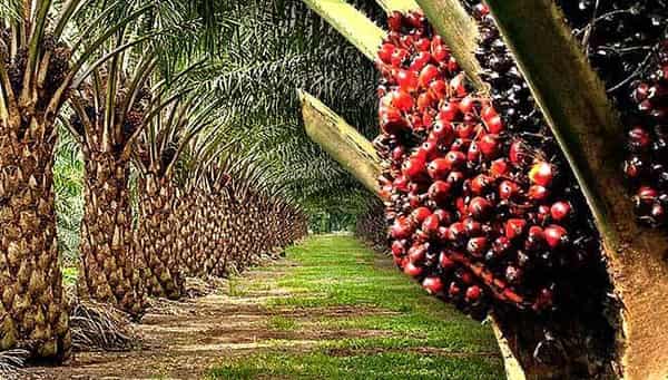 oil-palm