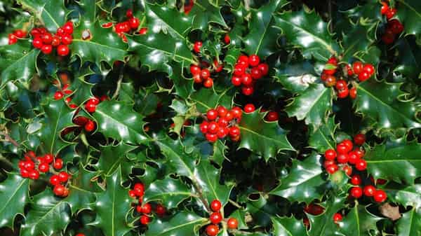 Pix21.–Holly-and-Ivy