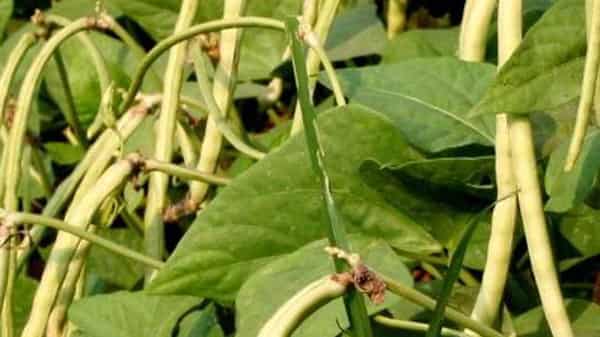 Production-of-Cowpeas.-600×330