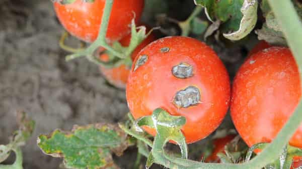 tomato-diseases