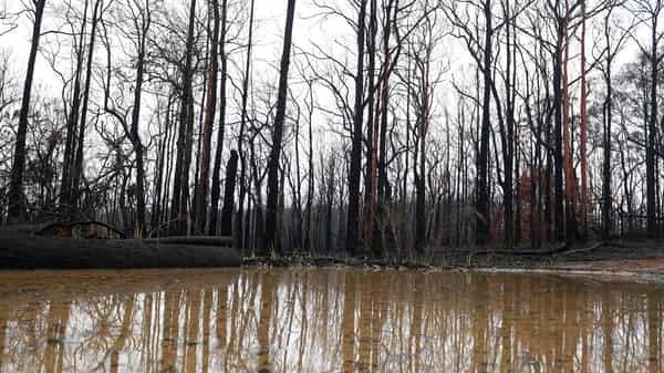 Bushland is seen burnt by fire as rain pools in large puddles at Bilpin