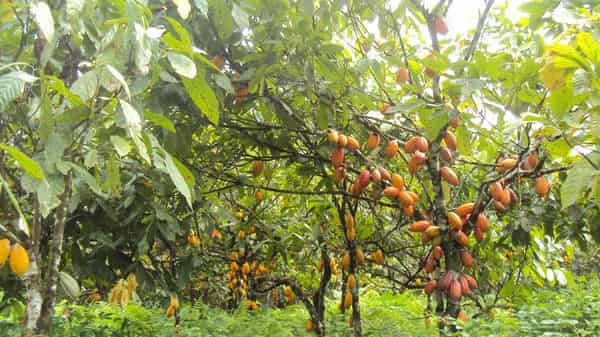 Cocoa-trees-and-fruits