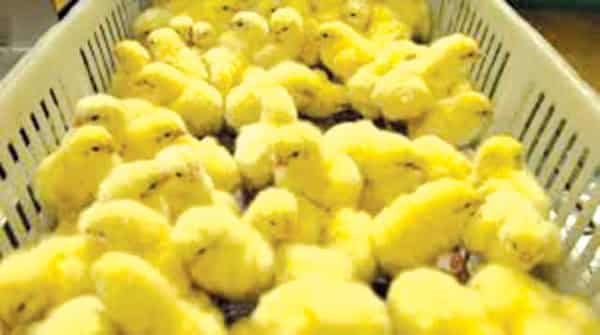 day-old-chicks-