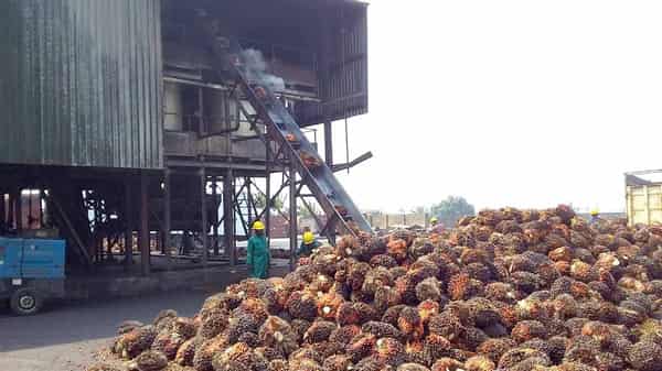 A-palm-oil-processing-facility