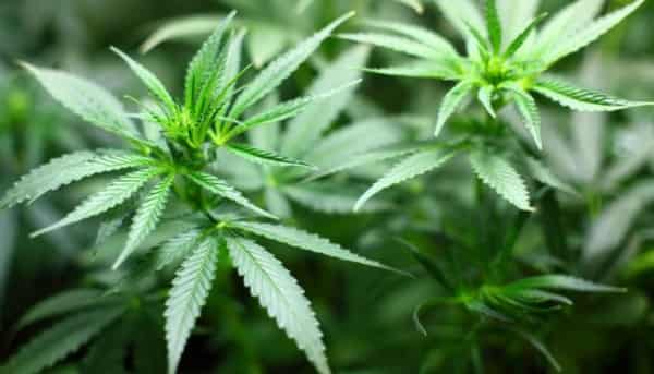 Marijuana-photo-Newshub-640×366