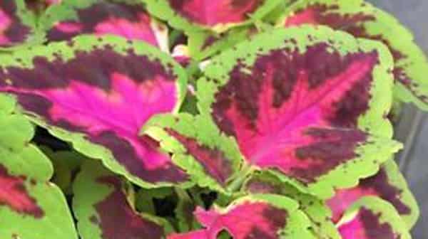 Pix2a. Batik pink Coleus