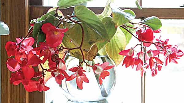 Pix9.–begonia