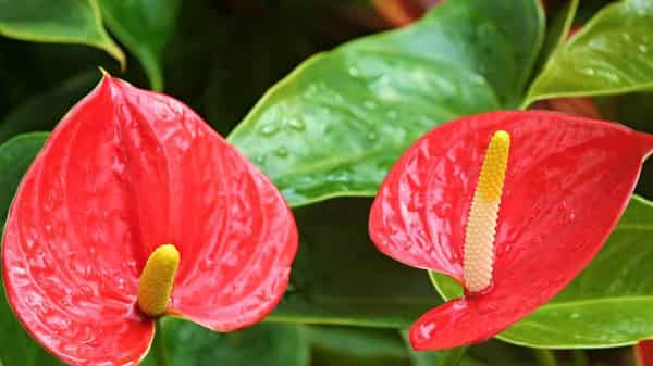 anthurium-flamingo-flower-2507743_1920-1024×683
