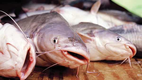 Catfish-1