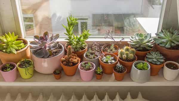 Collection of cacti and succulents on windowsill