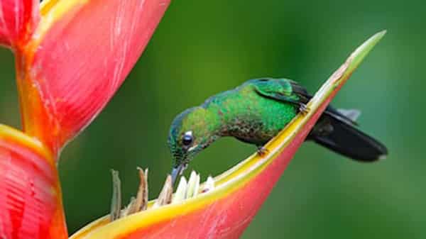 greencrowned-brilliant-heliodoxa-jacula-beautiful-260nw-607213430