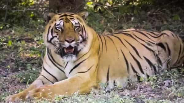 INDIA-ANIMAL-TIGER