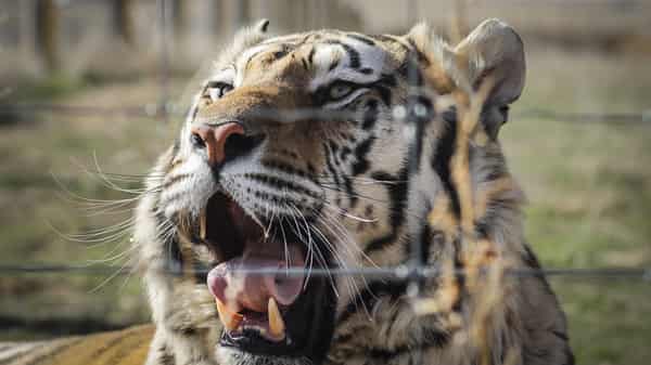 Wild Animal Sanctuary In Colorado Home To Almost 40 Tigers From Wildly Popular Documentary Of Joe Exotic “Tiger King”