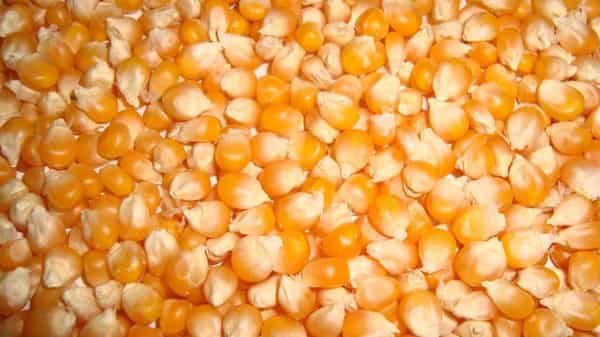 maize-seeds