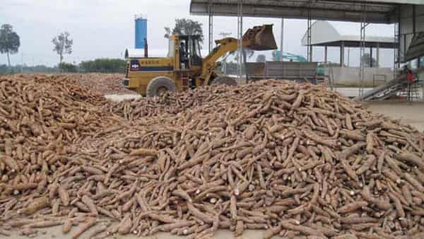 A cassava processing factory