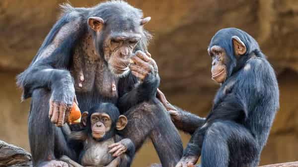 GettyImages-901899884-f9e3db6