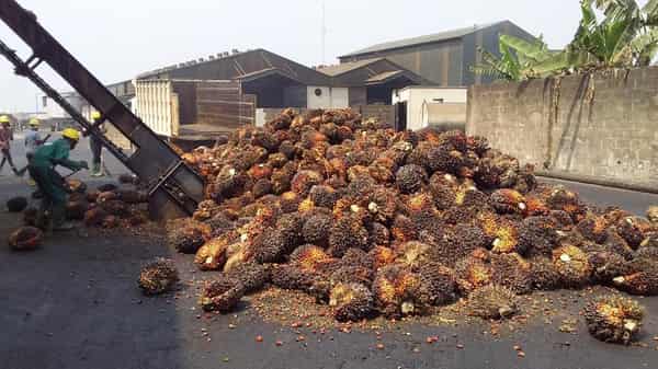 Palm oil processing plant 1