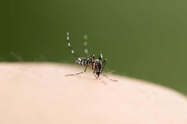 Mosquito on human skin