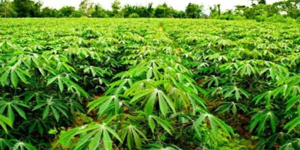 Going-into-the-Cassava-Farming-Business-nigeria-750×375