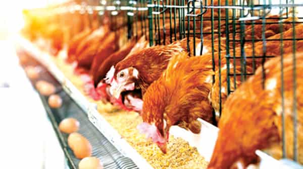 Hen, Chicken eggs and chickens eating food in farm