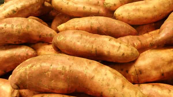 Sweet-potato