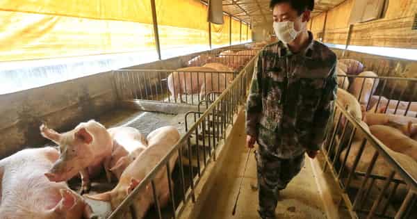 china-swine-pig-farm-1202227428