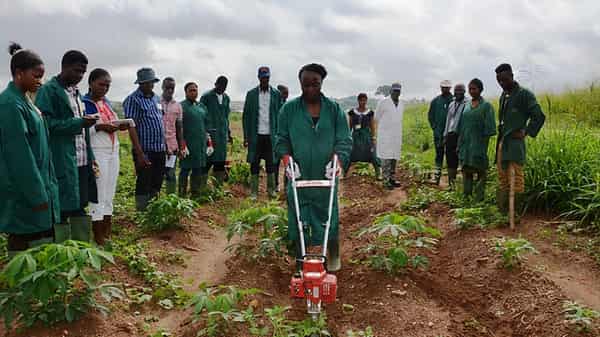 Cassava Weed Management