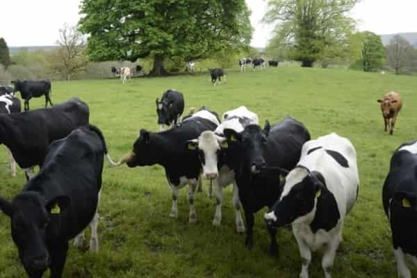 RABDF-seeks-UK-Government-support-to-prevent-dairy-disruption_wrbm_large