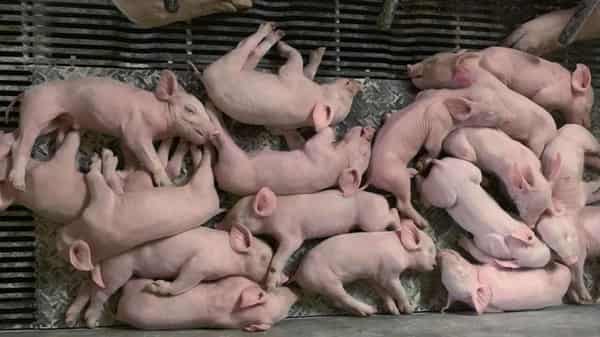 Piggery-13-9-20
