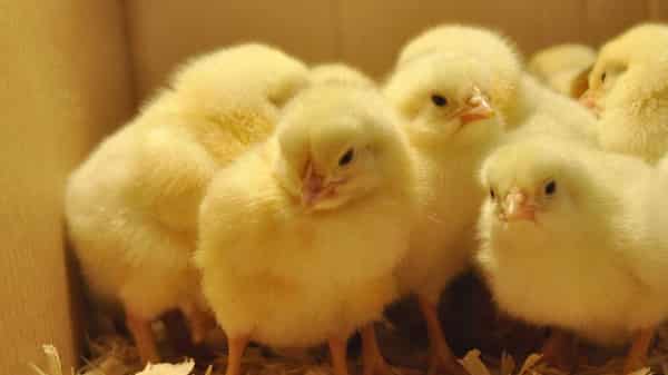 day-old-chicks