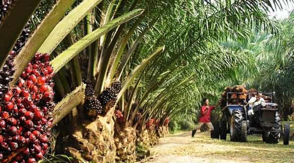 oil-palm-plantations