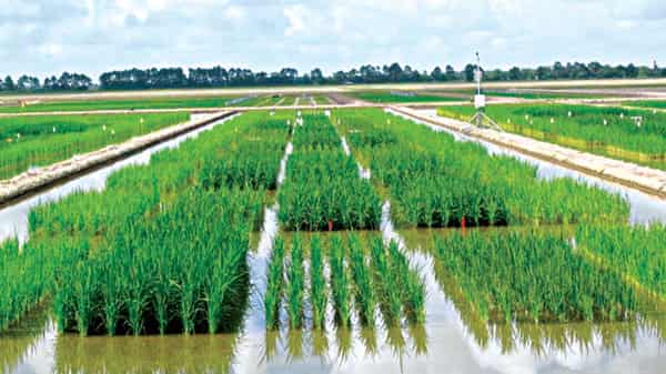 Rice-farm-flooded-1-640×480
