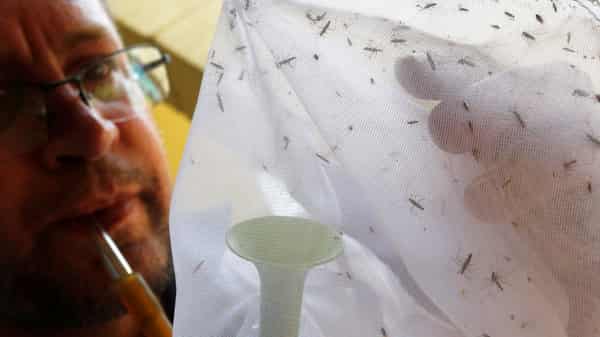 A State Endemics Control health agent observes samples of mosquitoes causing yellow fever at Anhanguera park in Sao Paulo