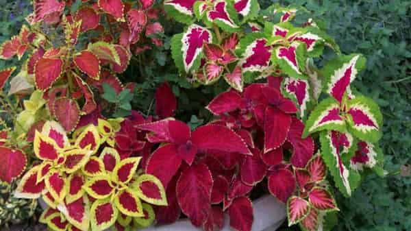 coleus-planted-potted