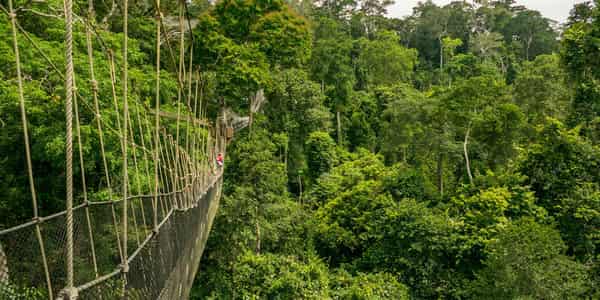 KAKUM-NATIONAL-PARK – Image – Janees Travel and tours