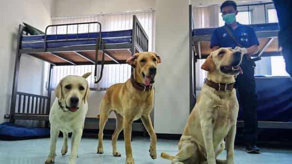 THAILAND-HEALTH-VIRUS-ANIMAL