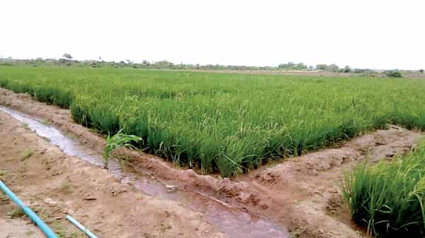 RICE FARM