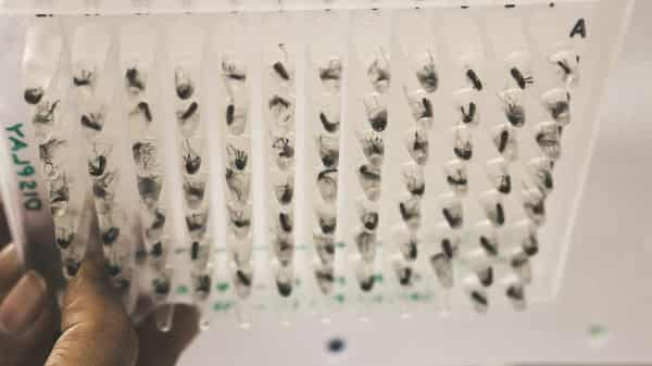 INDONESIA-HEALTH-DISEASE